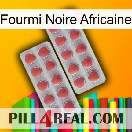 African Black Ant 19